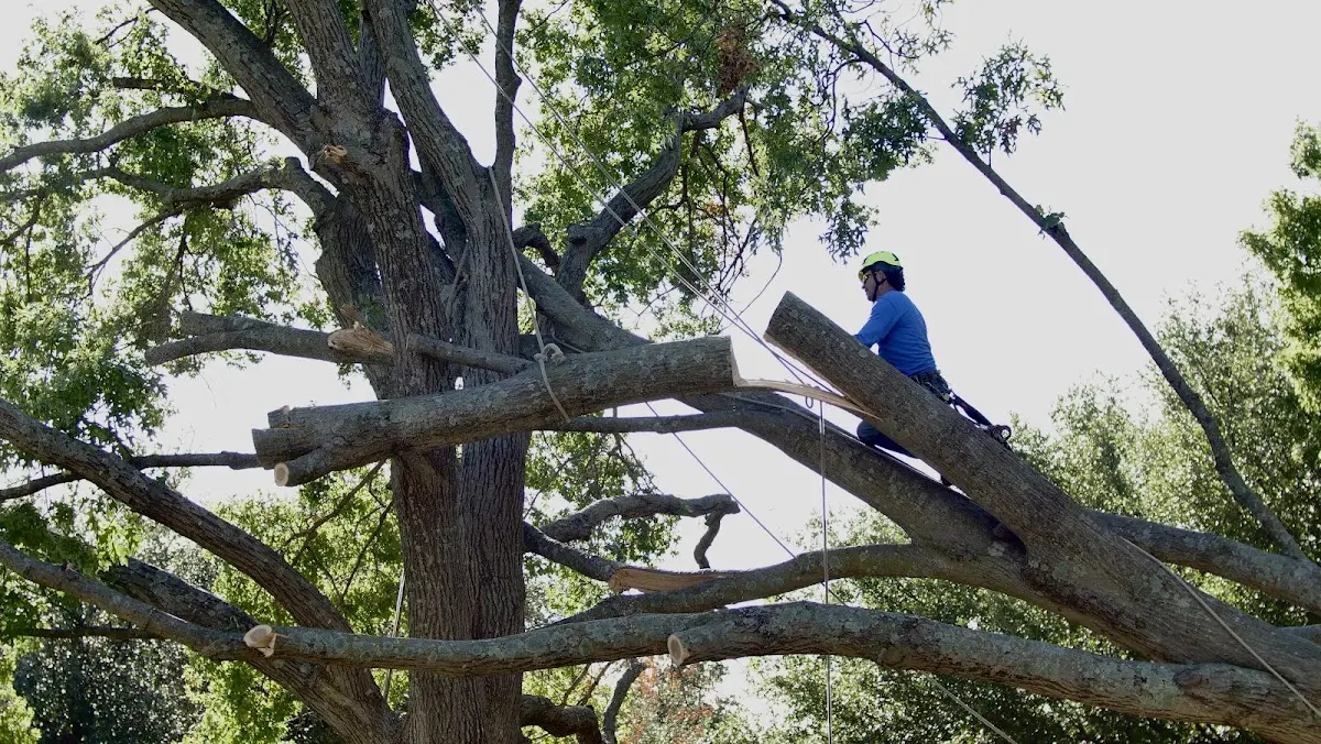Professional Crown Thinning performed by certified arborists in Shawmut